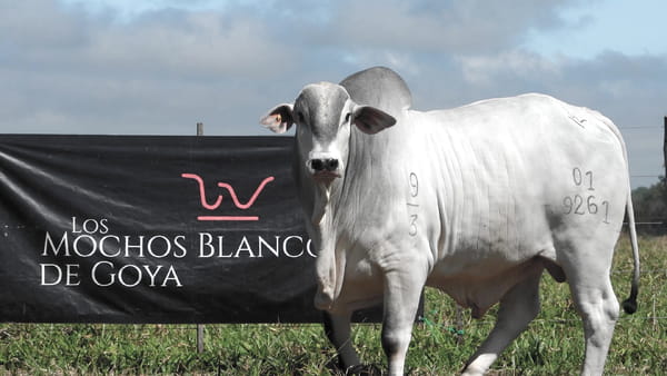 Lote LOTE 3