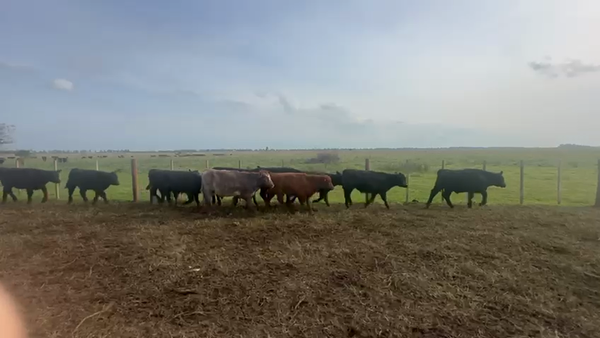 Lote 140 Terneros