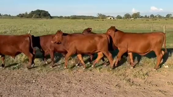 Lote 79 Terneros/as en Entre Ríos, Gualeguaychú