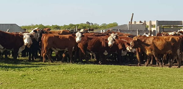 Lote 110 Novillos en Esquina, Corrientes