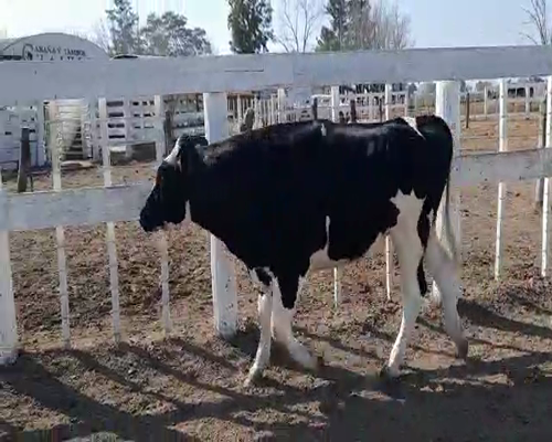 Lote TORO RP6776 LA LILIA