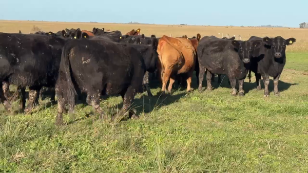 Lote 29 Vaquillonas C/ gtia de preñez