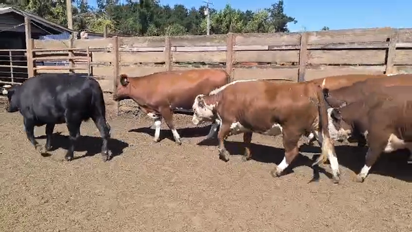 Lote 20 Vaquilla Gorda en Los Ángeles, VIII Región Biobío
