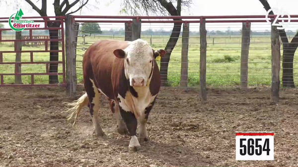 Lote Hereford