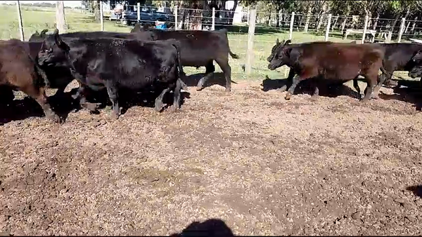 Lote 25 Terneros en Verónica, Buenos Aires