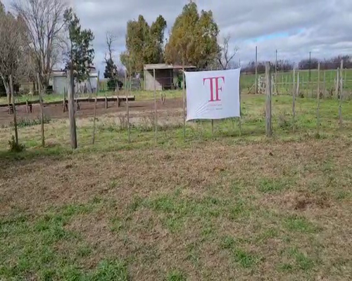 Lote 15 terneros/as - Pehuajó Pcia Bs As