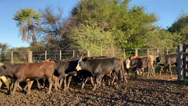 Lote 100 Terneras en Pto. Eva Perón, Chaco