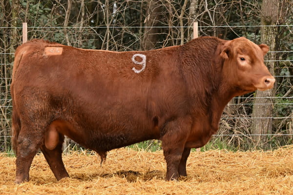 Lote TOROS ANGUS PC