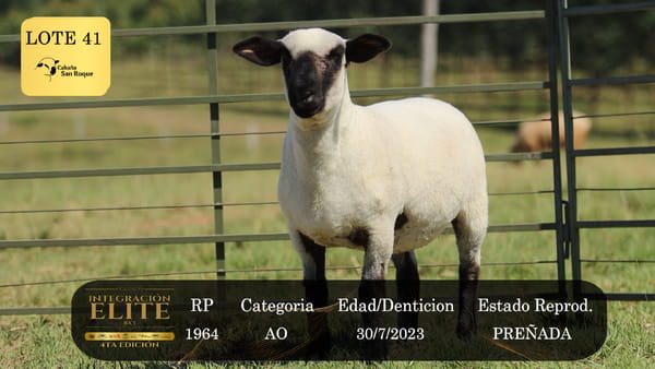 Lote LOTE 41
