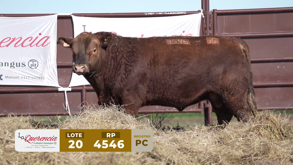 Lote TORO PC