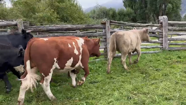 Lote 52 Novillo Engorda en Río Ibáñez, XI Región Aysén