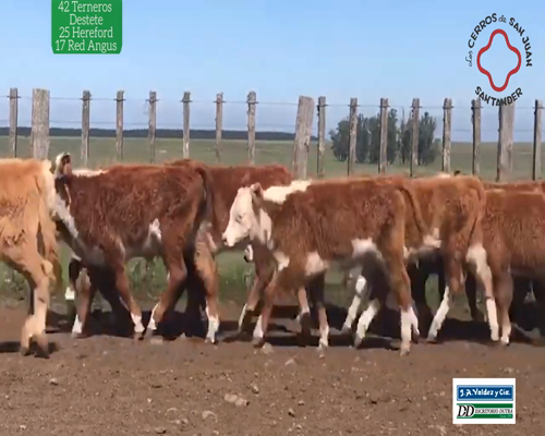 Lote 42 Terneros 25 Hereford y 17 Red Angus