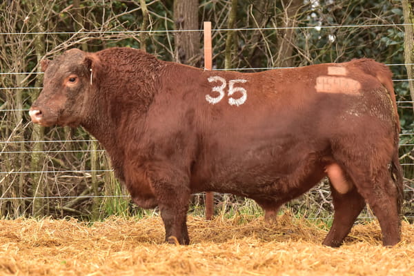 Lote TOROS ANGUS PC
