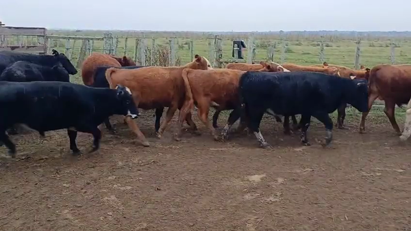 Lote NOVILLOS DE 1 A 2 AÑOS