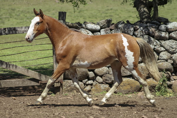 Lote AGUAS CLARAS OBDULIA