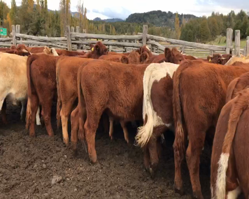 Lote 55 Novillo Engorda en Coyhaique, XI Región Aysén