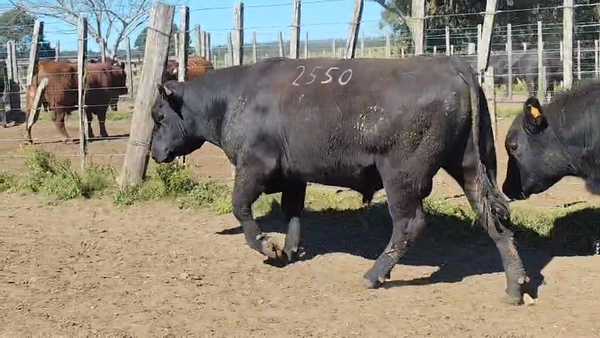 Lote Toros Angus SA