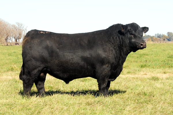 Lote Toros PP Destacados