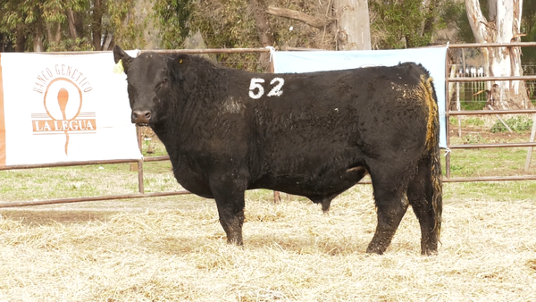 Lote TOROS ANGUS NEGROS  PC