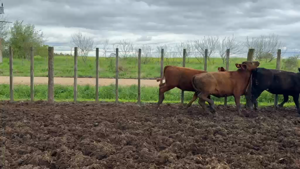 Lote TERNERAS