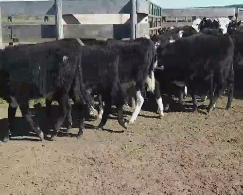 Lote 45 Terneros en Villaguay, Entre Ríos