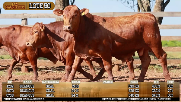 Lote LOTE 50 - PANTALLA