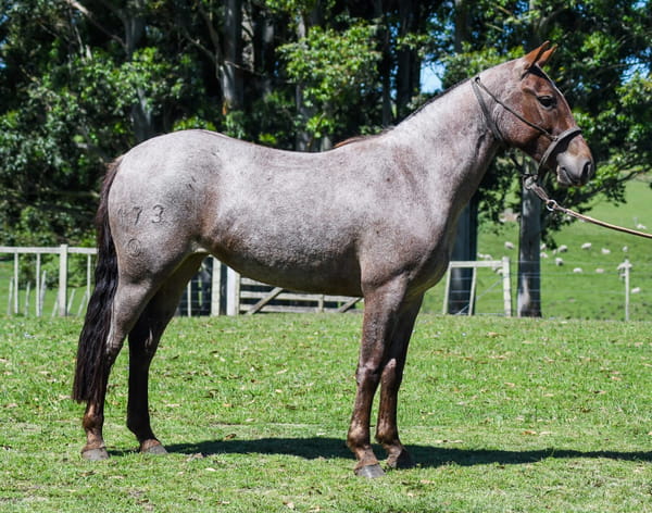 Lote Primera Dama La Calavera