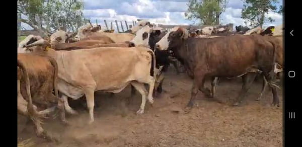 Lote 88 Vacas de invernar en Esquina, Corrientes