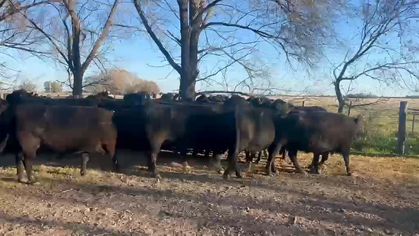 Lote 50 Vacas usadas preñadas