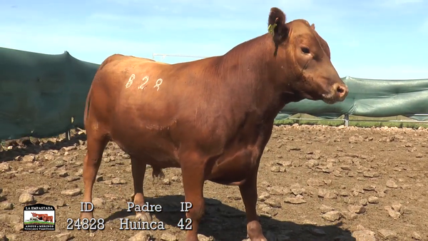 Lote 3 Toros, Artigas