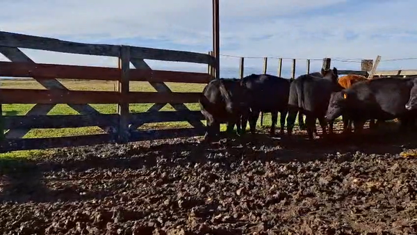 Lote VAQUILONAS 1 A 2 AÑOS