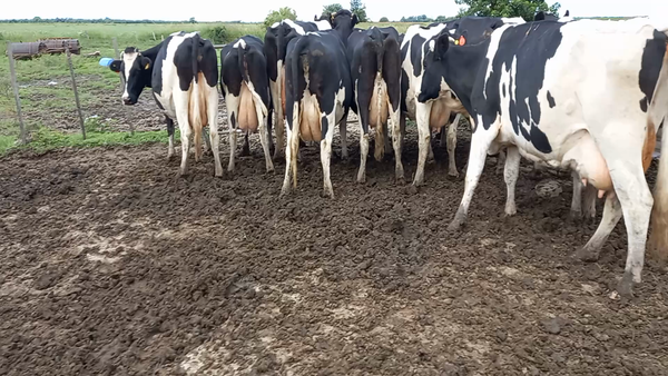 Lote Vacas En Produccion - Carina Redigonda