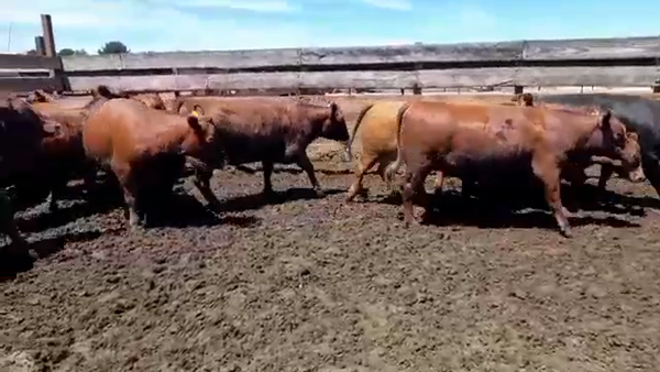 Lote 20 Vaquilla Gorda en Los Ángeles, VIII Región Biobío