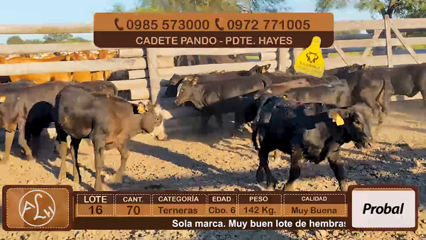 Lote Lote 16