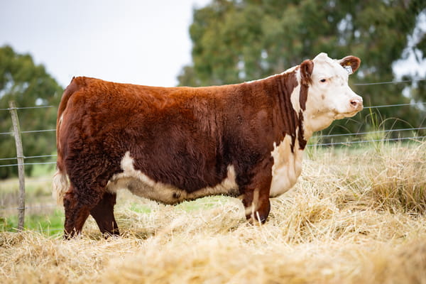 Lote ORDEN 3 TERNERAS PP