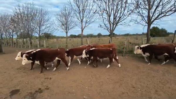 Lote 84 Terneros/as en Corrientes, Curuzu Cuatia