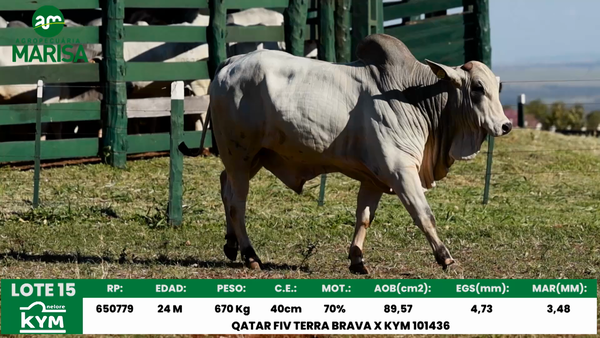 Lote Lote 15
