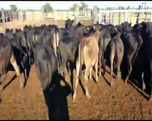 Lote 74 Terneros/as en Villa Ángela, Chaco