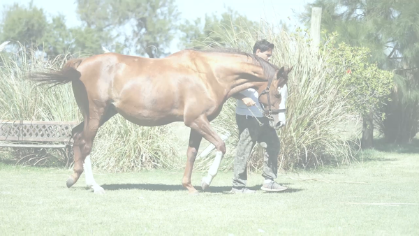 Lote EMMA COUNTY (EMMANUEL - COUNTY KERRY) Preñez por MARCONI