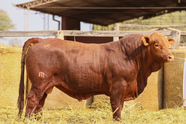 Lote LOTE 28
