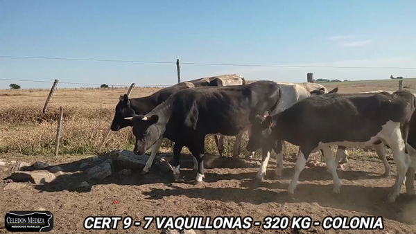 Lote 7 Vaquillonas 1 a 2 años en La Horqueta, Colonia