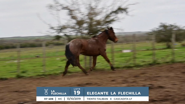 Lote ELEGANTE LA FLECHILLA