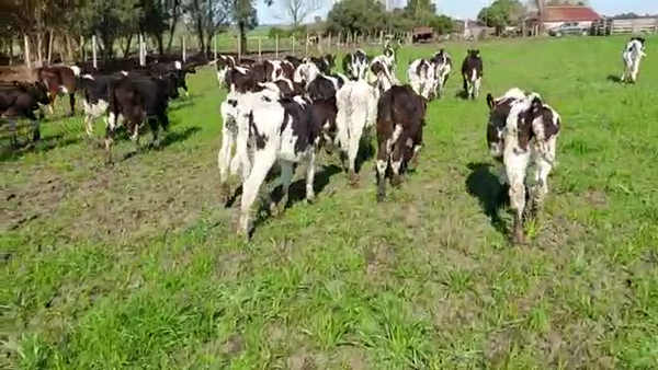 Lote 40 Terneros HOLANDO 90kg - , San José