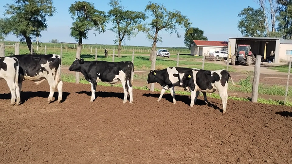 Lote 50 Novillitos Holando Argentino en Villa Concepción del Tío, Córdoba