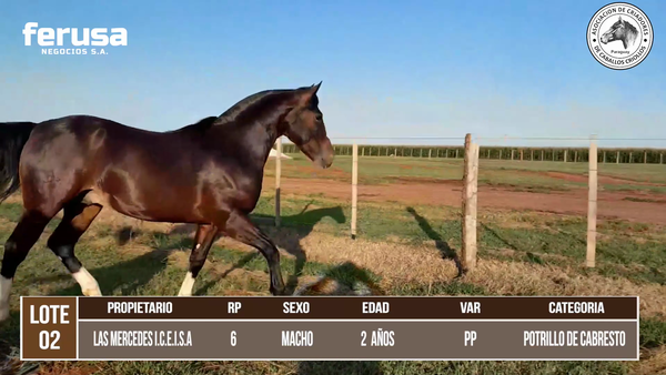 Lote LOTE 2 DE BOZAL