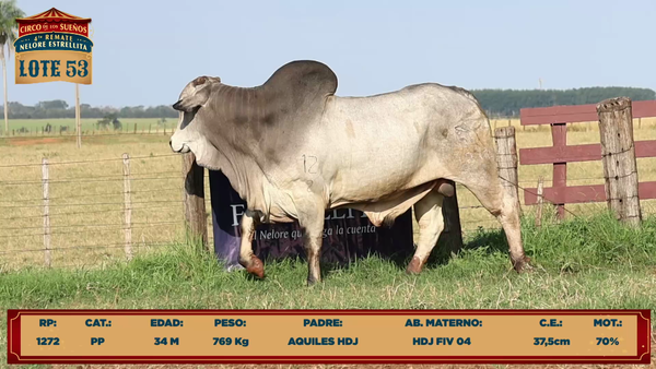 Lote LOTE 53