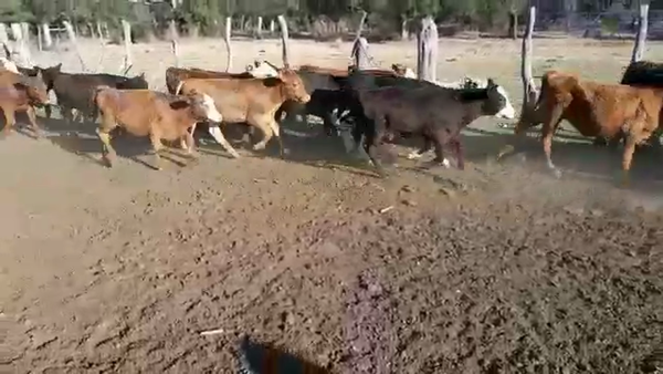 Lote 70 Terneros en Federal, Entre Ríos