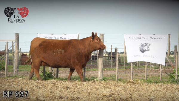 Lote Vaquillonas preñadas