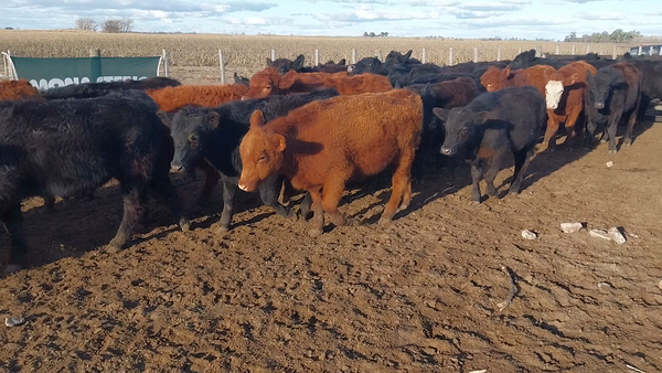 Lote 40 Terneros en Daireaux