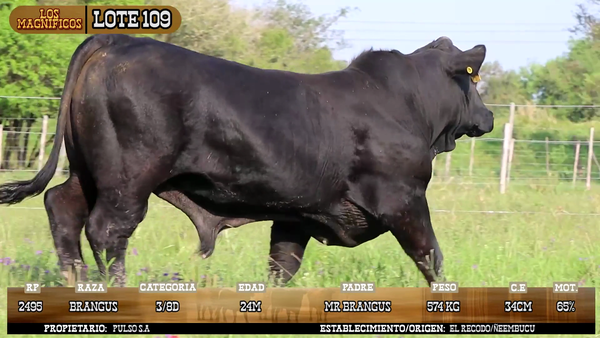 Lote LOTE 109
